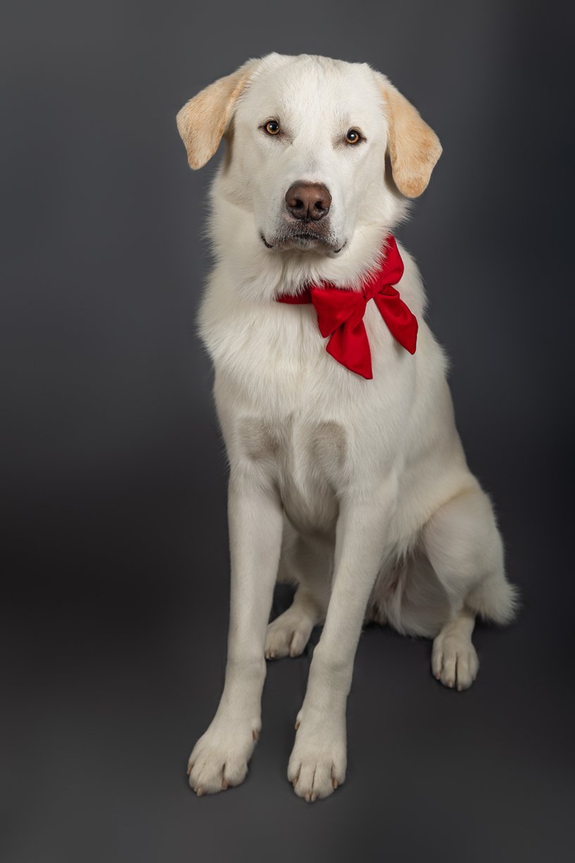 Christmas Dog Photo.jpg