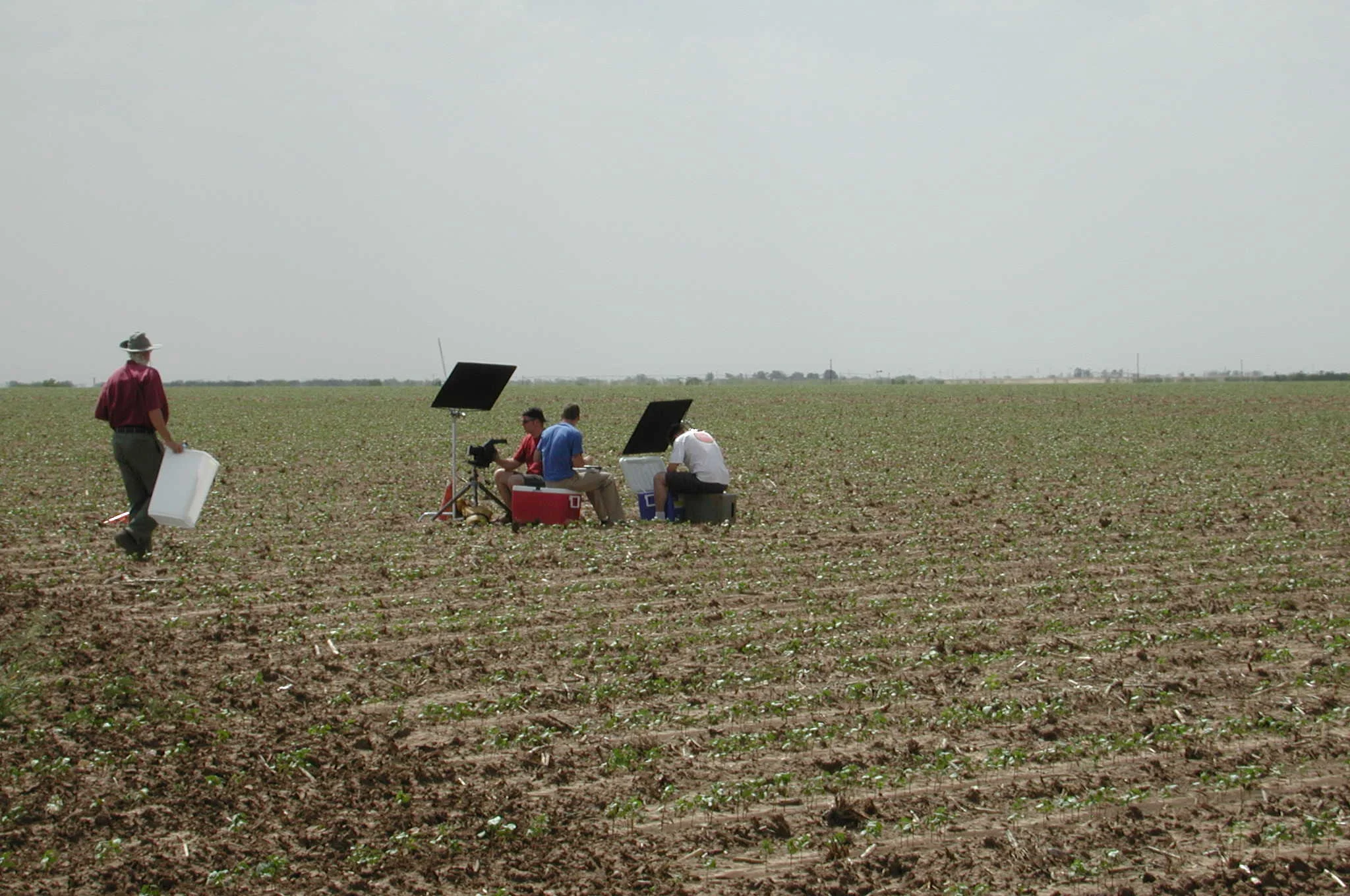 COTTON FIELD.jpg
