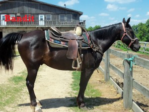 Bandit – Line Horse, Gelding, Quarter/Mustang, born 1995 I am one easy going horse. If I get a nervous guest as a rider, you can bet I will have them at ease by the end of the ride! I am no speedster, but I heard slow and steady wins the race. I have not been at the ranch a long time, but in my time here I have become a horse that everyone can enjoy!