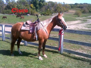 Cisco – Line Horse, Mare, Quarter Horse, born 1993 I am an older mare in the herd and have worked my way up to one of the leaders here on the ranch. I am a very trustworthy and sure-footed horse.