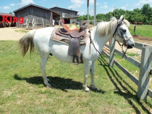 King- Line Horse, Gelding, Arabian I’m a favorite of the guests because of my personality. I’m super sweet, easy to control, and love everyone. People like my color because it’s not the common chestnut or bay. My color is called a “flee bitten” gray.