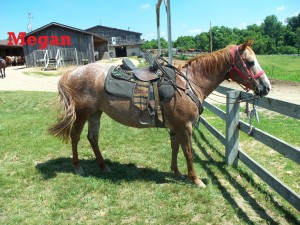 Megan- Line Horse, Mare, Quarter Horse Everyone loves my coloring! I’m known as a strawberry roan. 'I’m probably one of the sweetest horses ever. I have been at the ranch for a long time and love my job!
