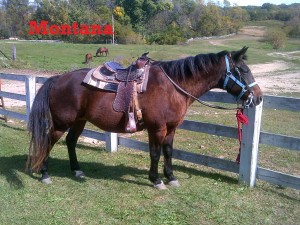 Montana- Line Horse, Mare, Quarter Horse I have been at White Pines Ranch for a long time, so I am a very good beginner horse. I have a very friendly attitude, and you’ll also enjoy petting me since I am very fuzzy!