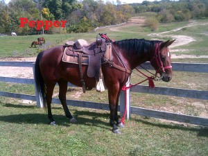Pepper- Line Horse, Gelding, Quarter Horse I have the cutest ears in the herd, but you’ll only see them when you ride me because I prefer to be last in line. My favorite activity when I’m not working is hanging out with my brother Junior.