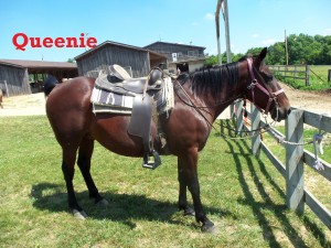Queenie- Line Horse, Mare, Quarter Horse My name fits my personality very well since I am large and in charge when I am out with the herd. I enjoy kids very much and guests love to ride me.