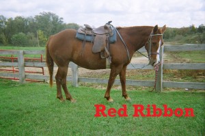 Red Ribbon- Line Horse, Mare, Quarter Horse I am a favorite pick here at White Pines Ranch. I am so confident in my ability to do my job that I am always the lead line horse when we go out on the trail.