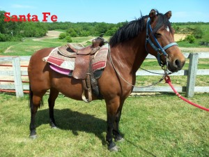 Santa Fe- Line Horse, Mare, Quarter Horse Don’t let my little ears fool you! I have a big personality! I enjoy my time with our younger riders because I have been working here my whole life, and I really “know the ropes” around WPR.