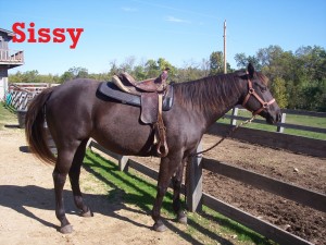 Sissy- Line Horse, Mare, Quarter Horse I used to be a show horse! I am more than just my looks though. I am also very sweet and smart! I have quite a few friends in the herd, and I am friends with every person I meet. If you are nervous, pick me! I am great with new riders. I am also the horse that is used for horsemanship because I listen so well.
