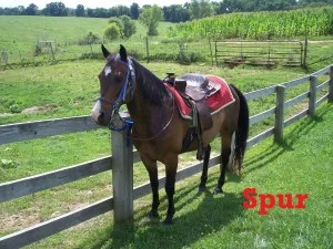 Spur- Line Horse, Gelding, Quarter Horse I am a fan favorite, and when they see my face people like me even more. I am calm and confident which makes me good for any rider.