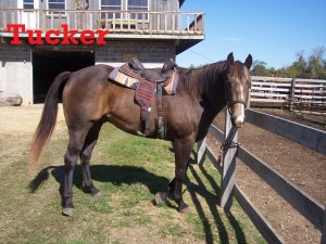 Tucker- Line Horse, Gelding, Quarter Horse I am one of the taller horses in the herd, but don’t be fooled because I am a big softy at heart. I love my job at White Pines Ranch. Especially since I get to hang out with my sister Sissy!