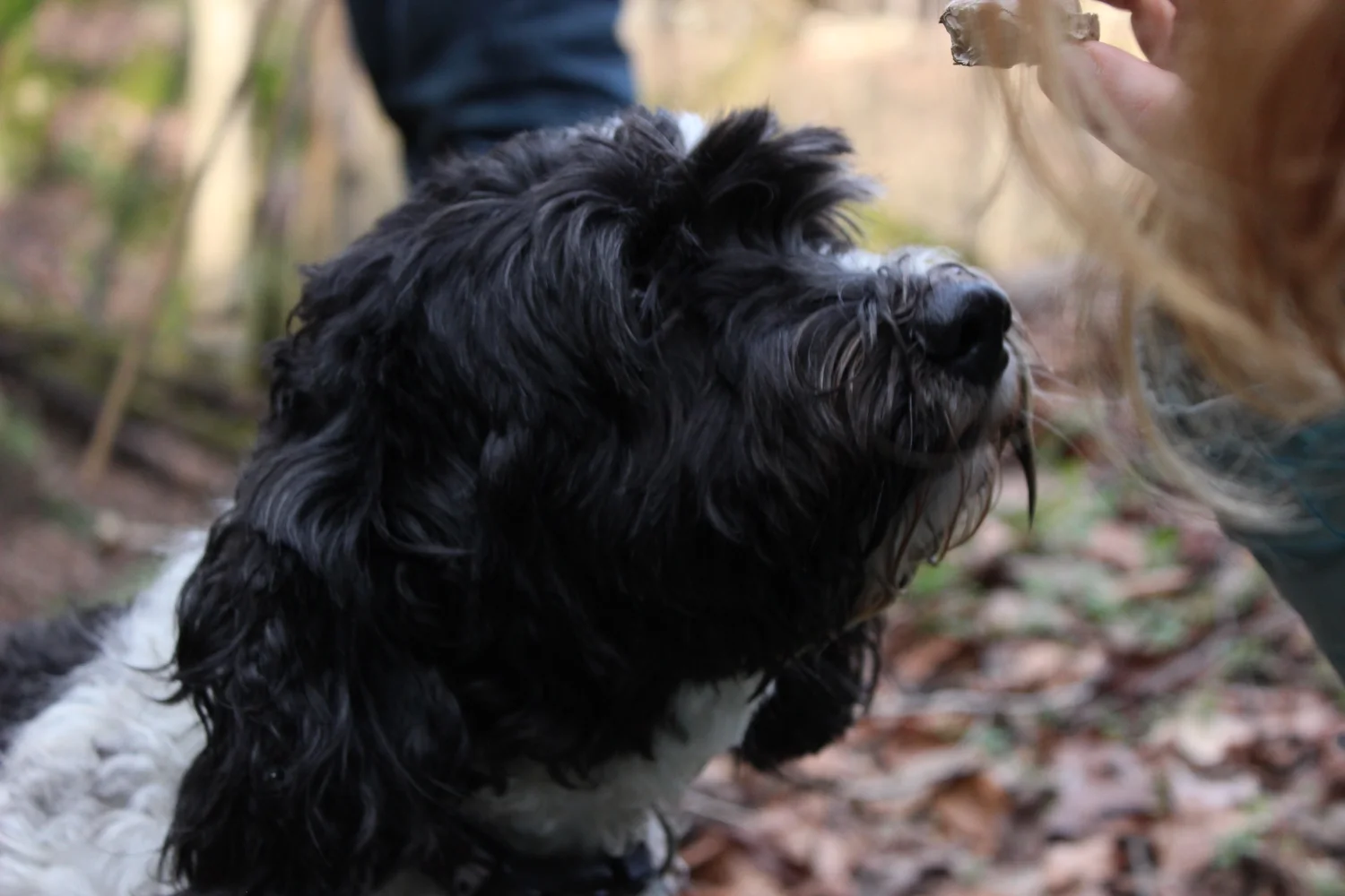 A black and white dog looking up at a person outdoors