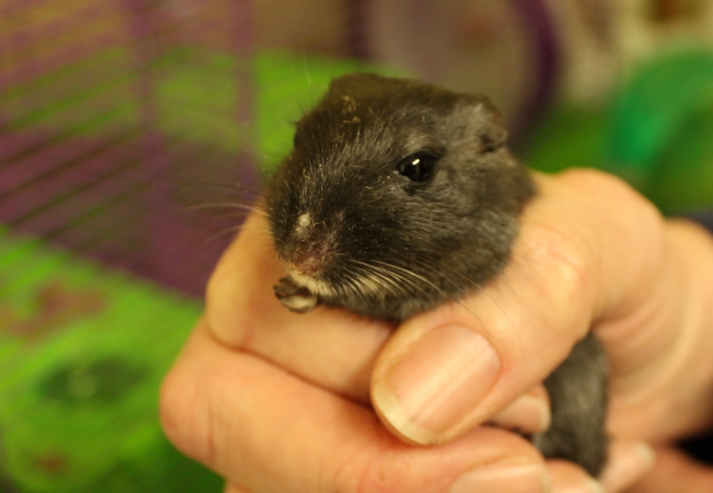 Black Beauty, our resident gerbil.