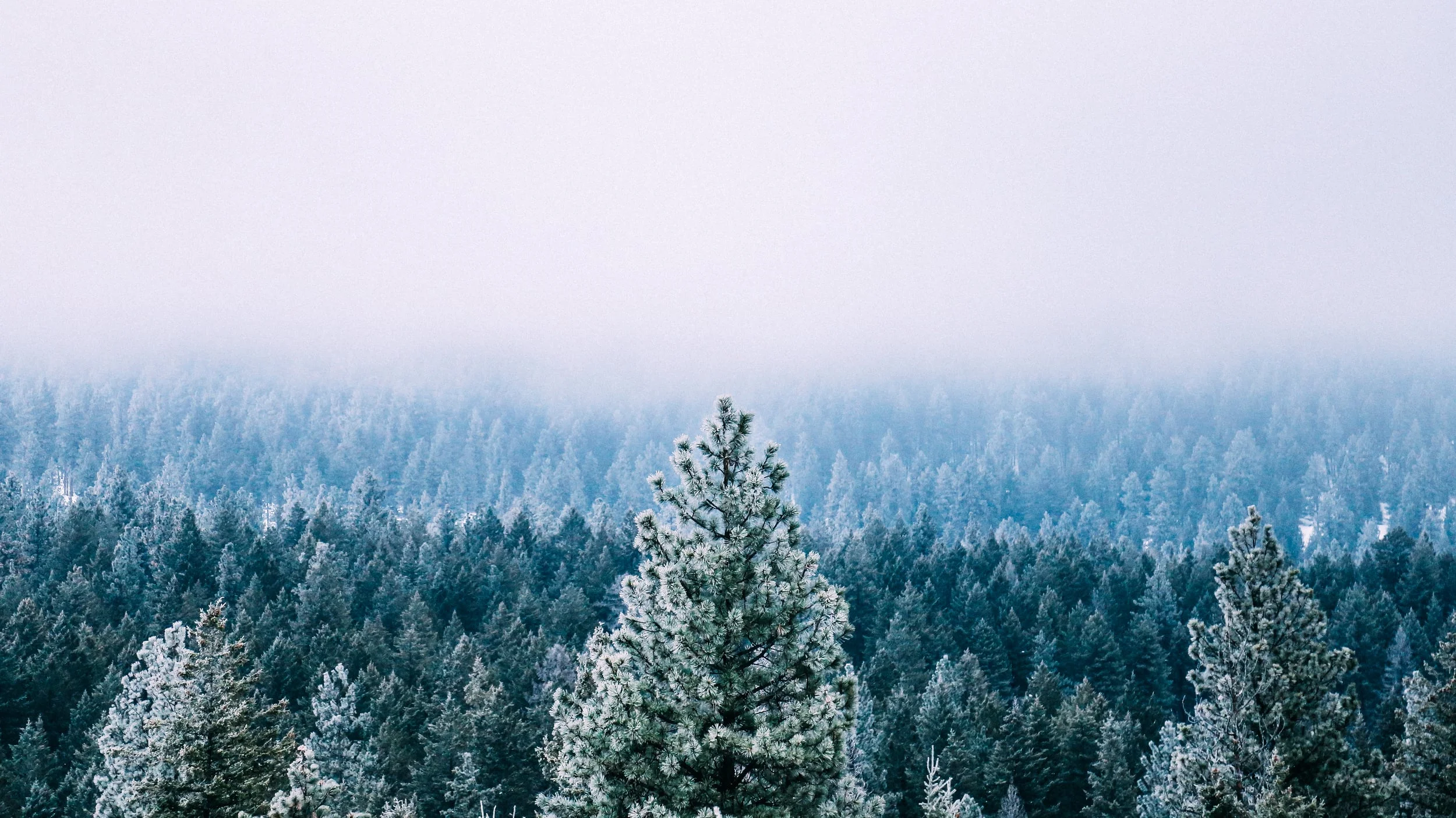 Frosted Trees 16x9.jpg