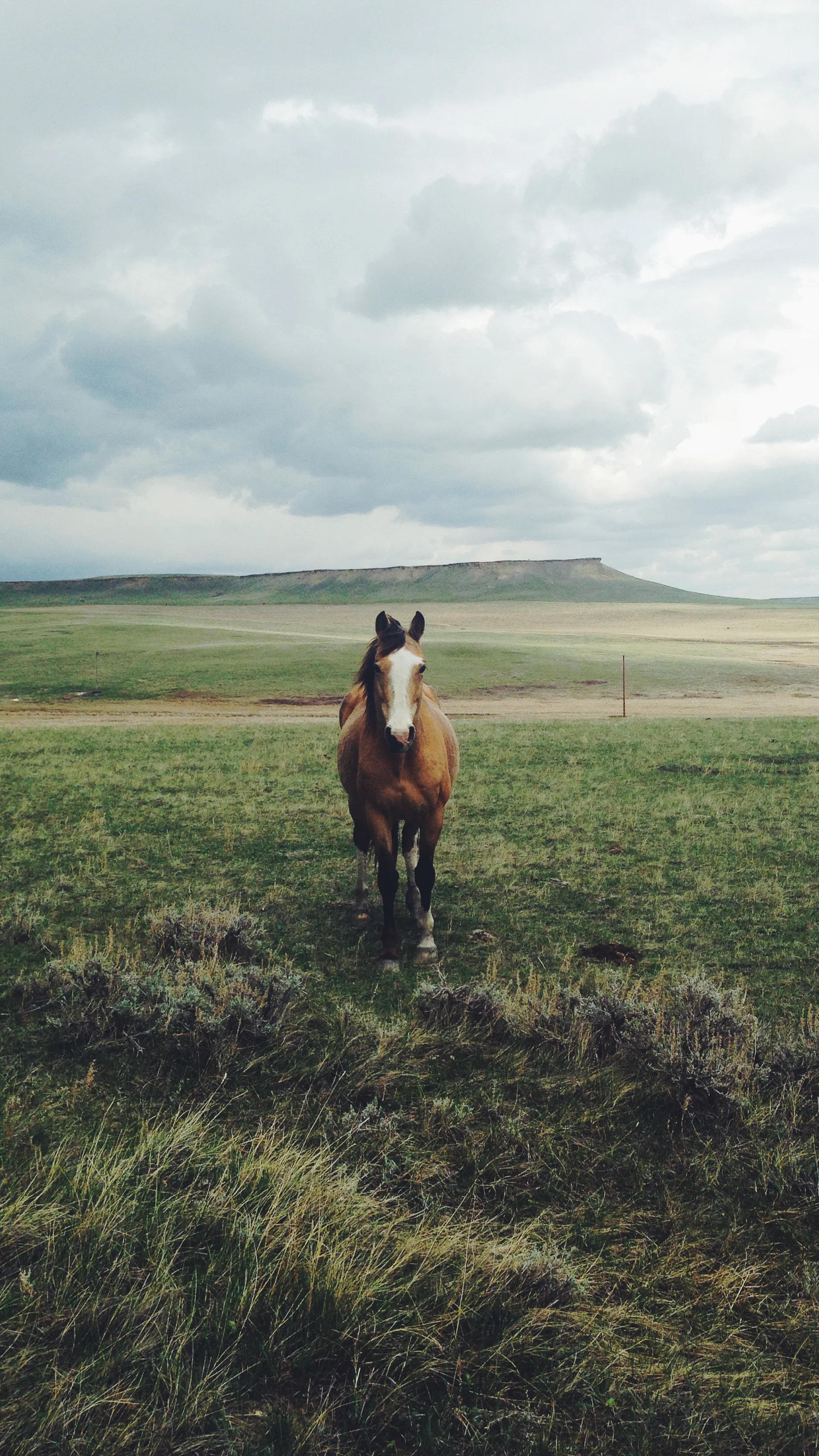 Horse.jpg