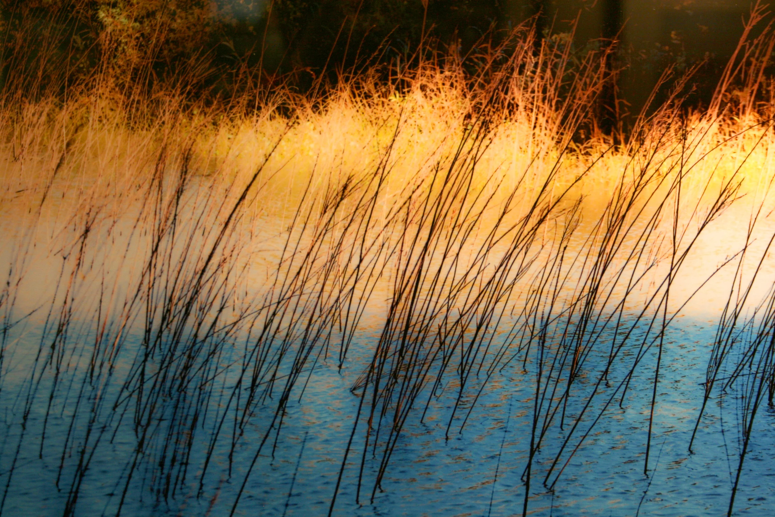 Four Expressions of Nature