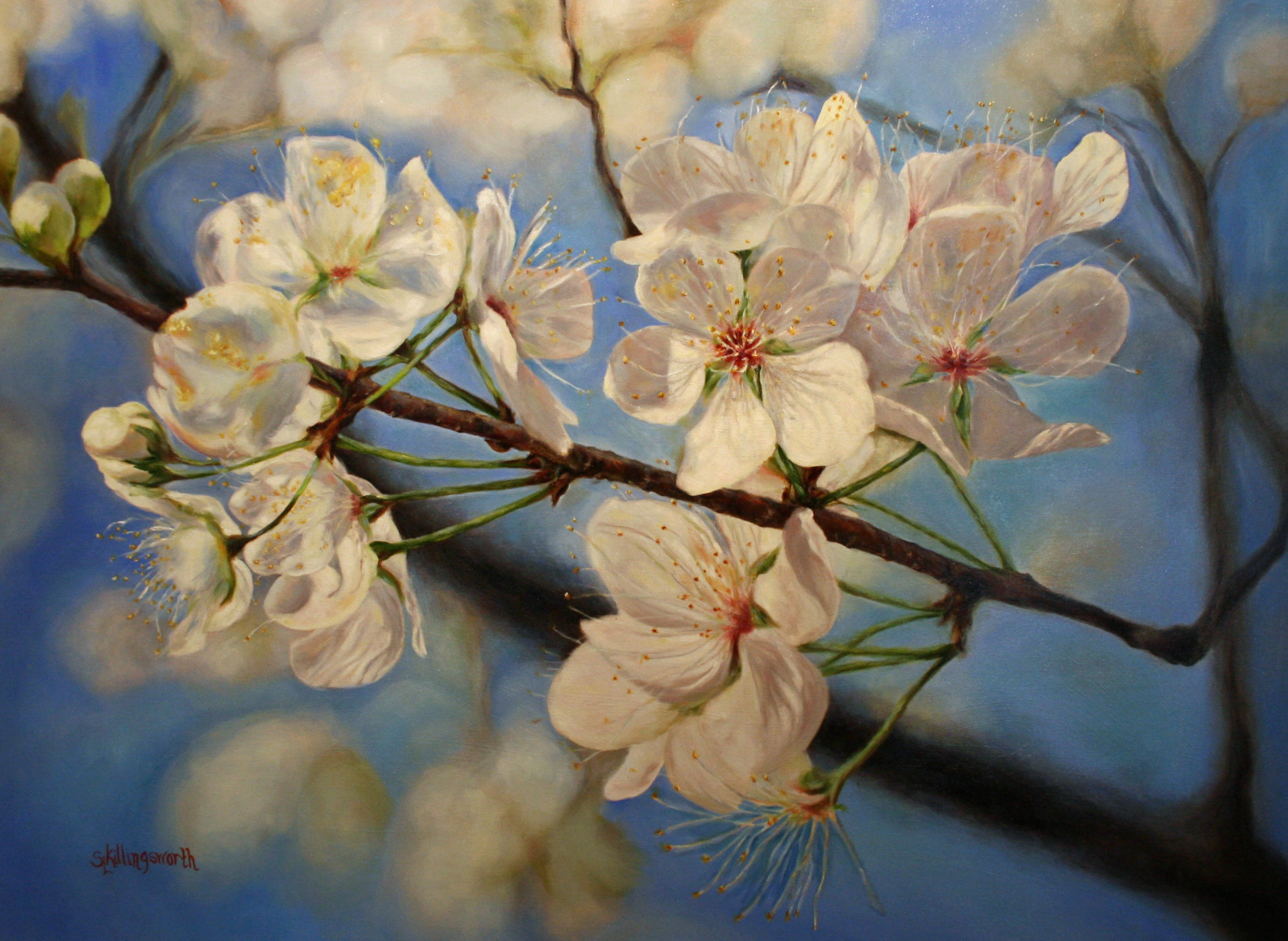 Sue Killingsworth - Mexican Plum Tree Blossoms.JPG