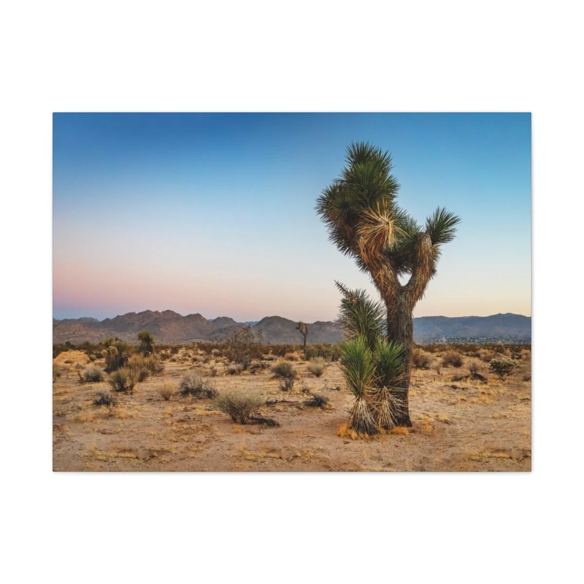 Setting Sands - Joshua Tree, CA - Canvas Print