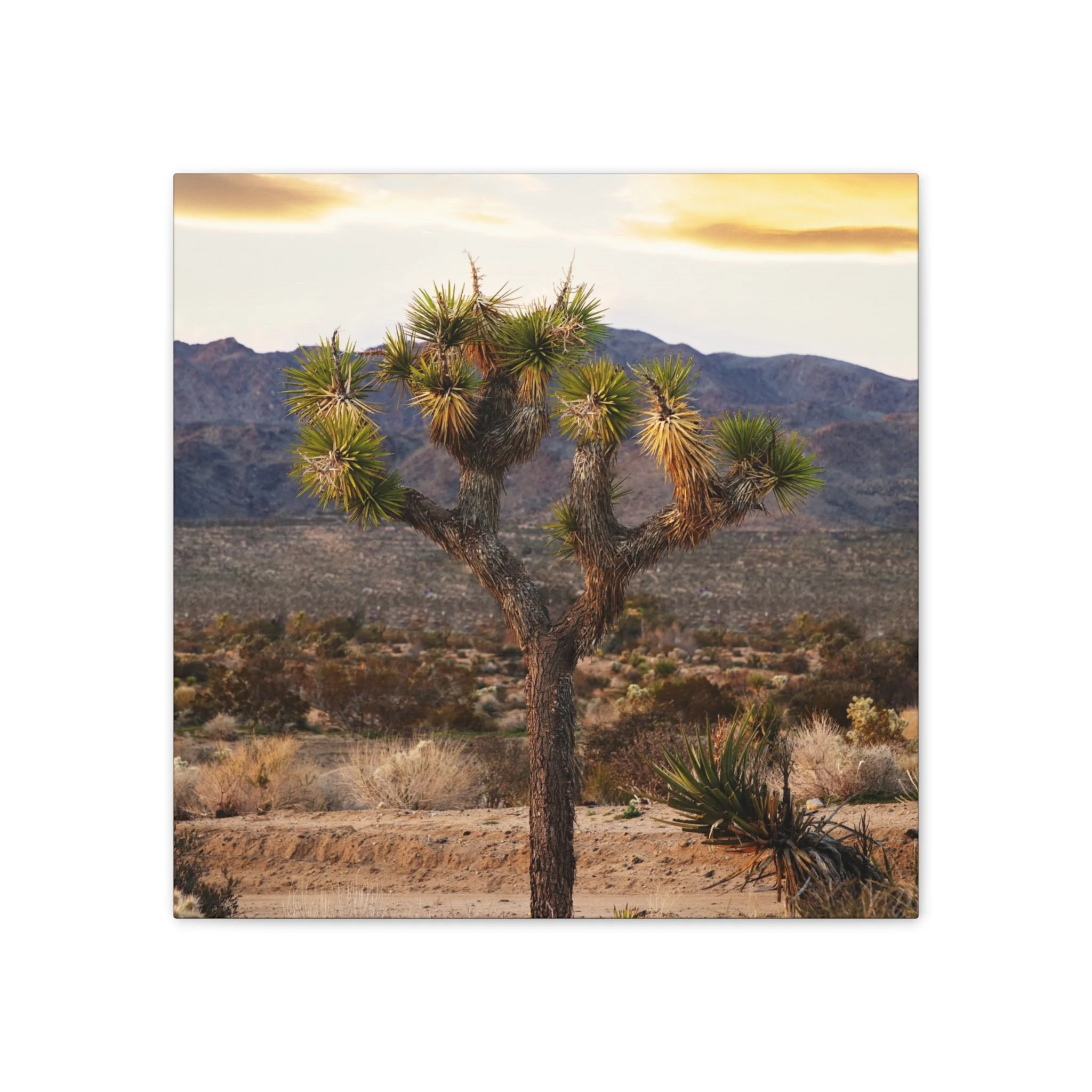 f47e07c4ad39022cd746c38cf9764a74