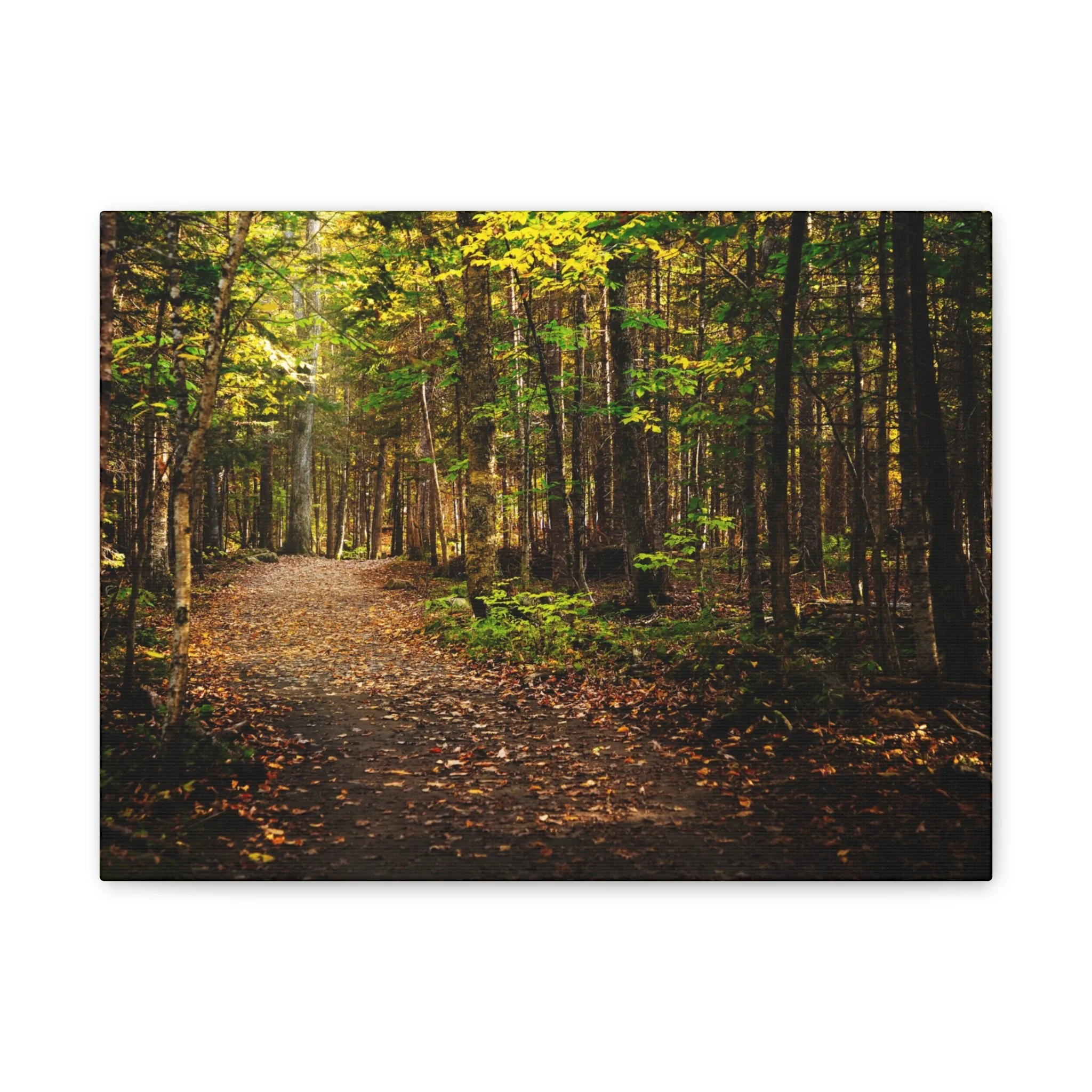 a0c75a63028bfc869d54ef2803cbcc49