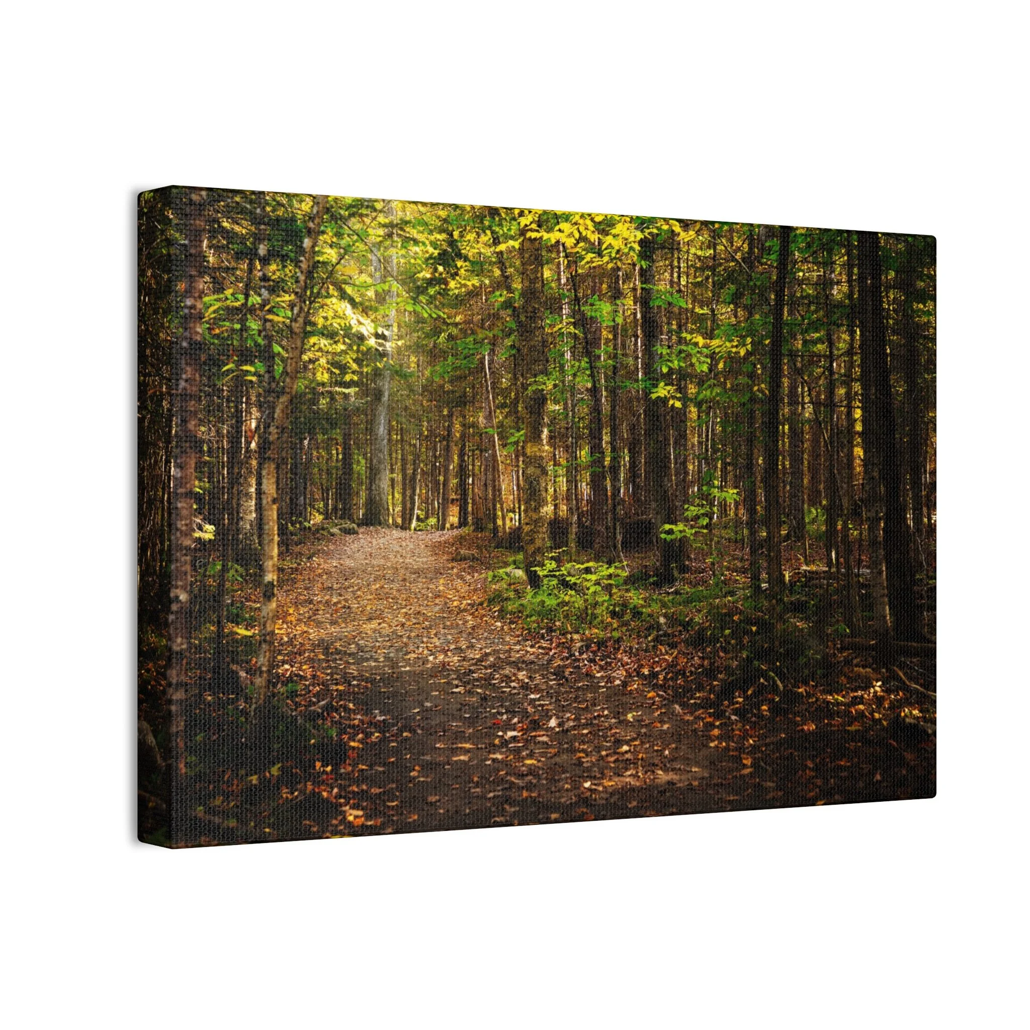 631f8087e09c99afe1cea0b9fda15511