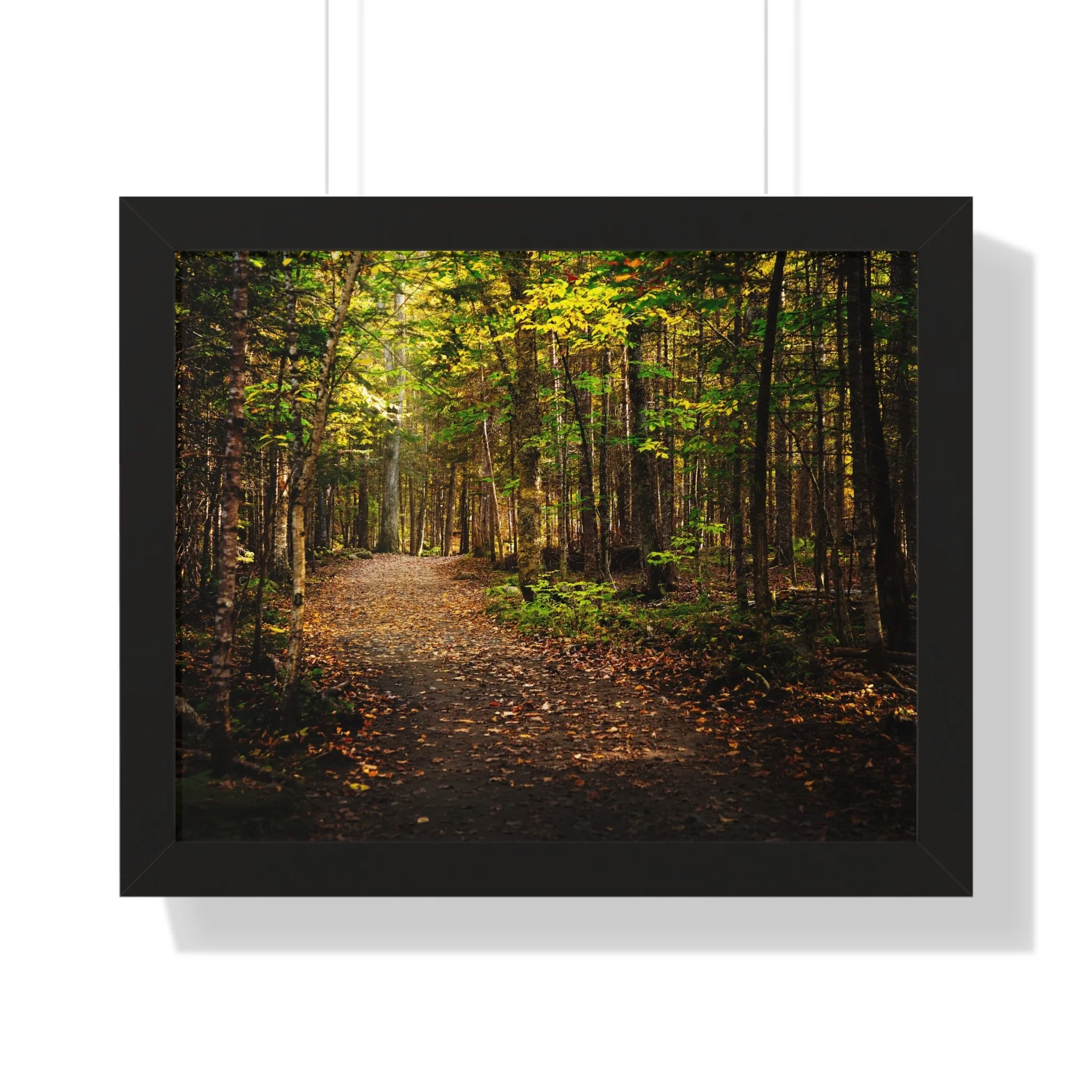 80dc2909cfbc245ad89f89799636f3d8