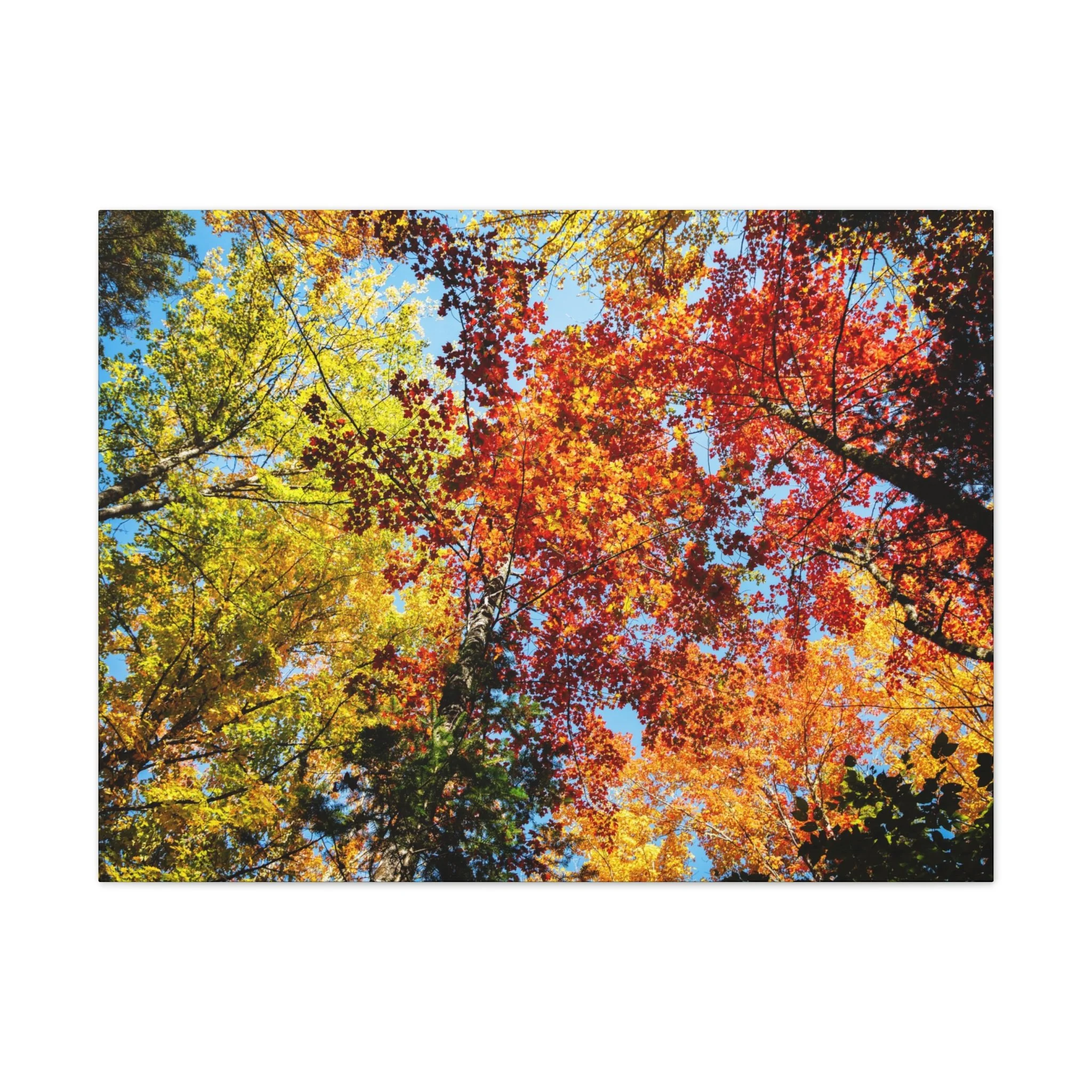 9ae9fc2b0eb8c8f84304331785d563b8