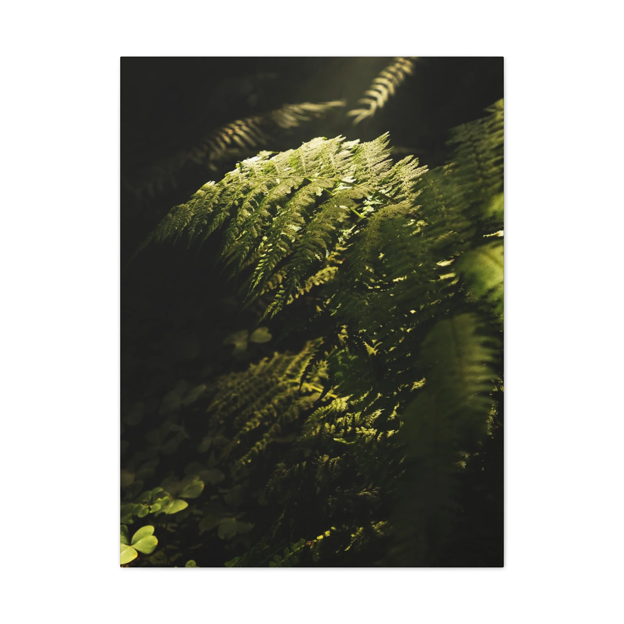 e87574d9323fb3d18cce2f5d88c19ba8