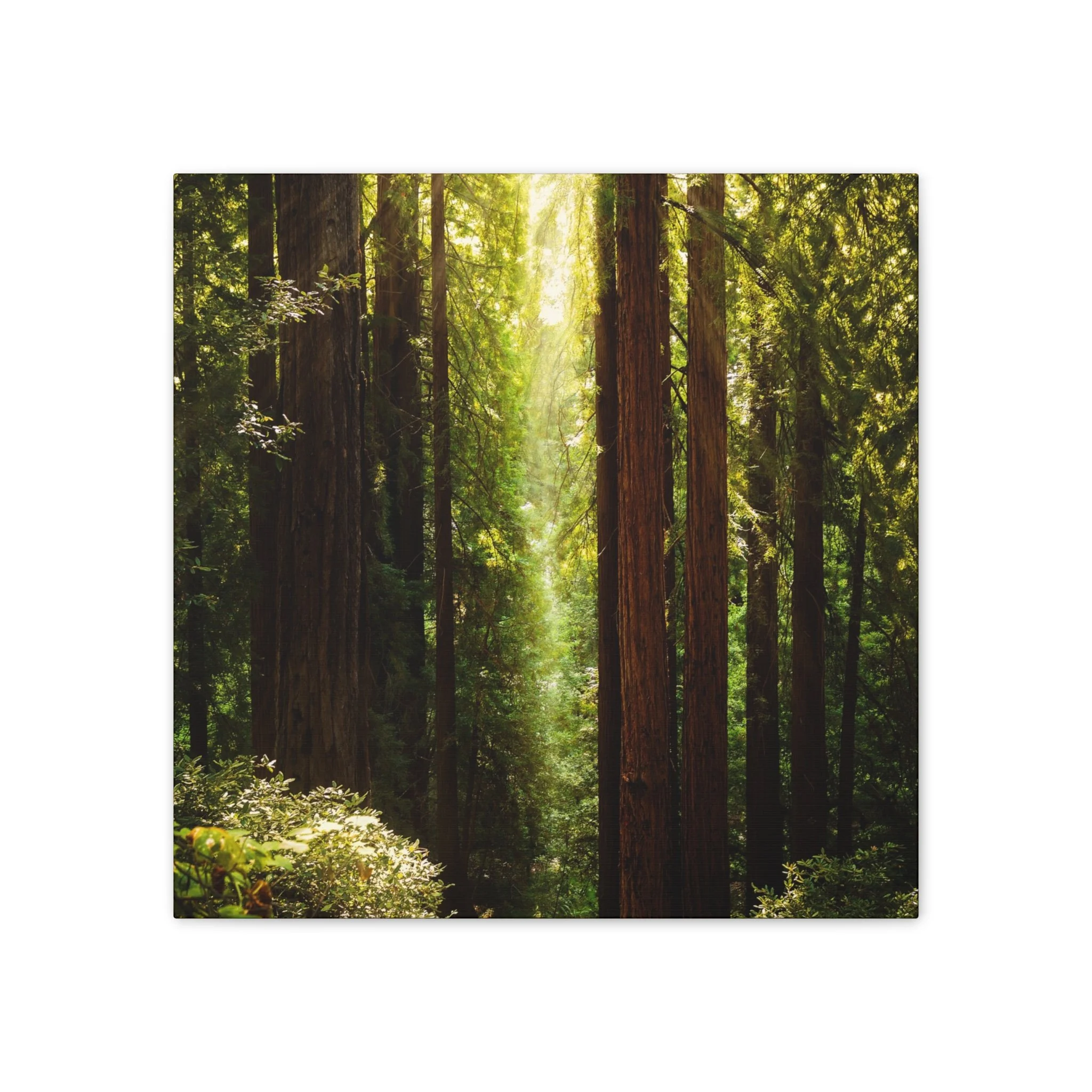 73cbb4e1620531373656455b9106c260