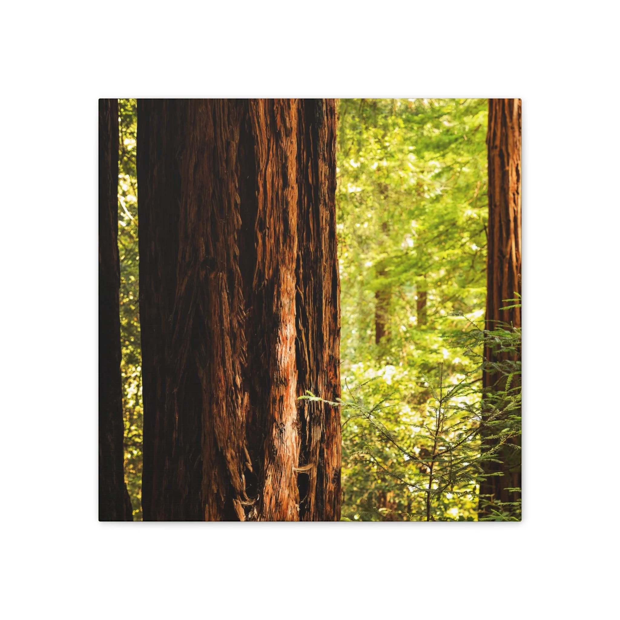 1dd5f2a4132ecc84e32ffba180238ece