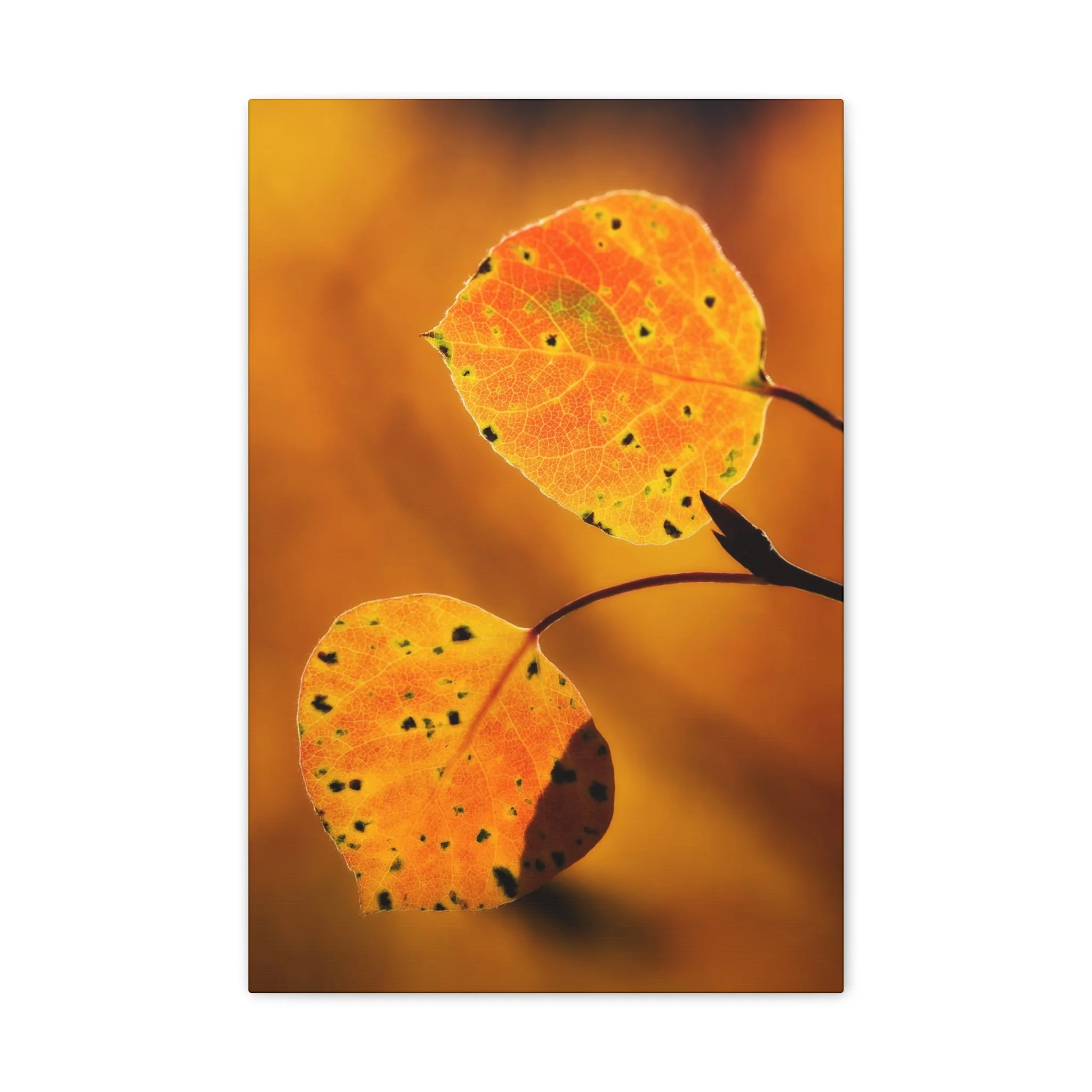 d4a7fa885afa220050318bd0ea31e34e