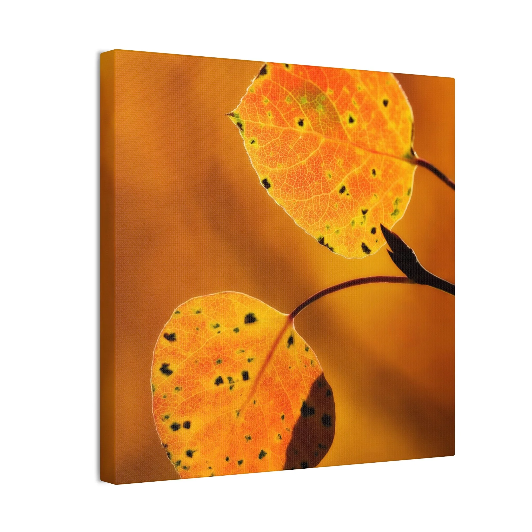 bbfcd51b315542ab72f31b895c9c385e