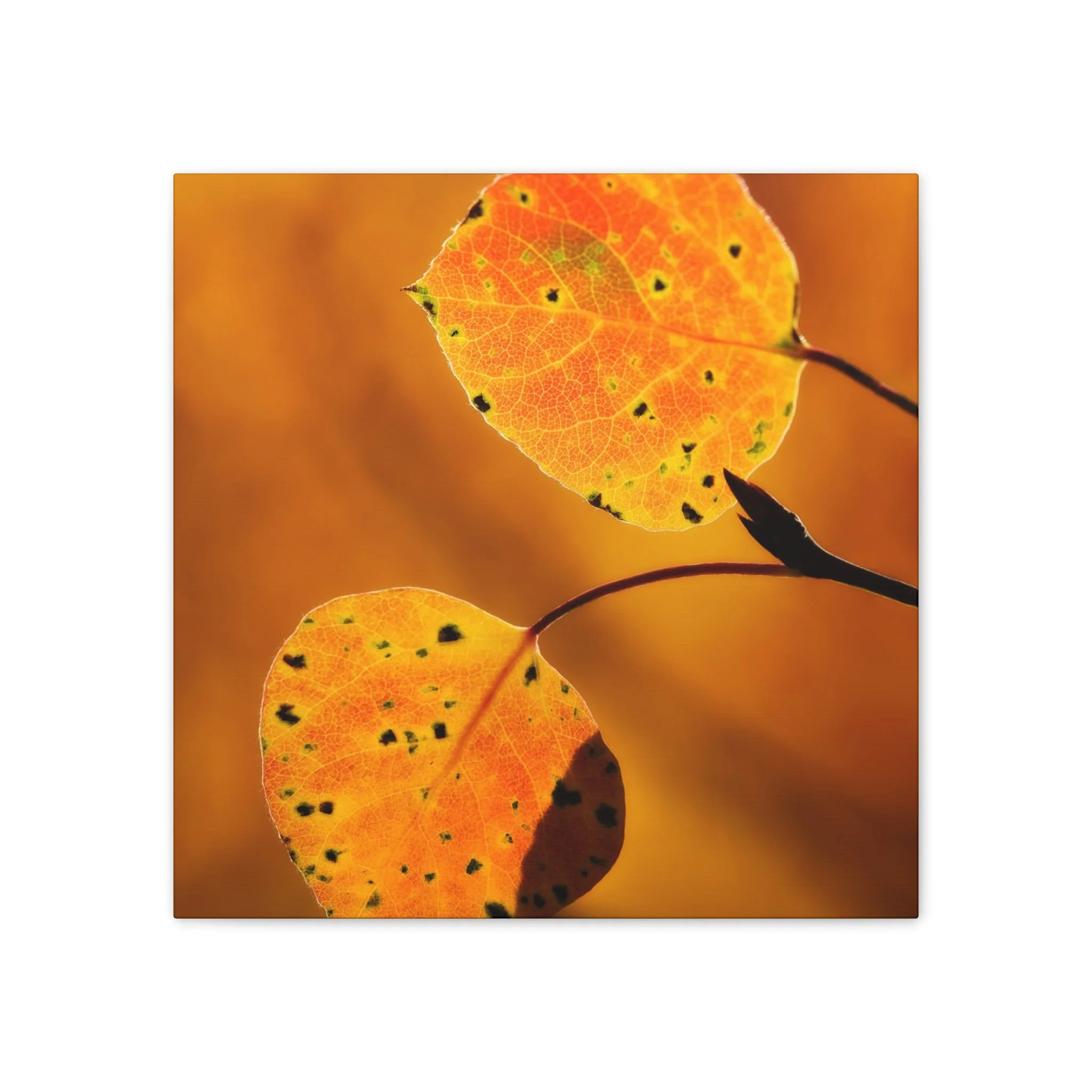 4219a7b6b38216409b414b39ef88ffd4