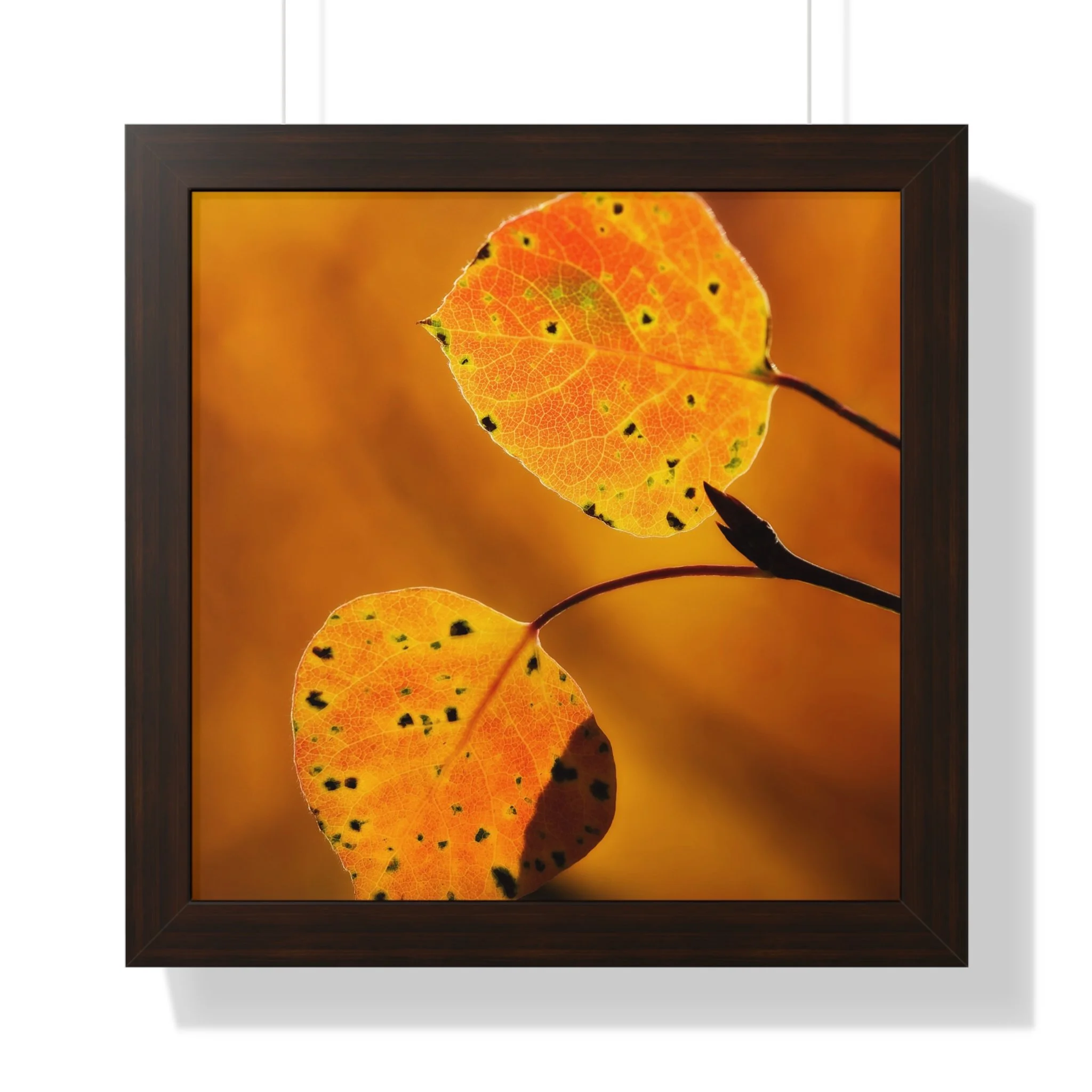 0e2d3bd536fab9f7eee88a2bd7d91002