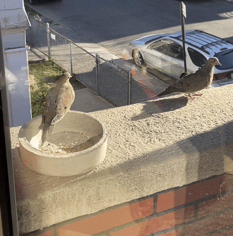 IMG_4906-ezgif.com-optimize.gif