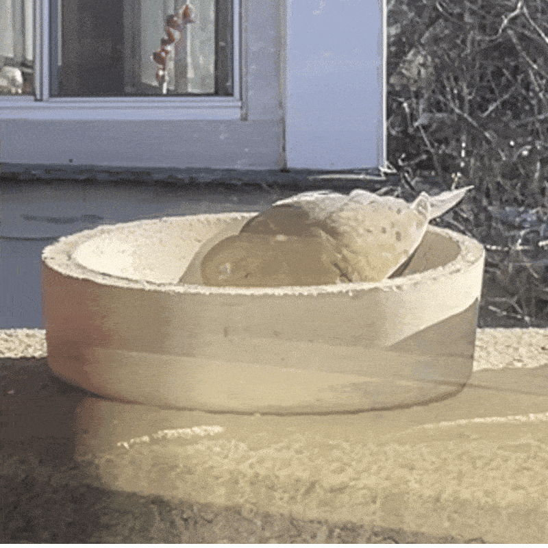 IMG_4898-ezgif.com-optimize.gif