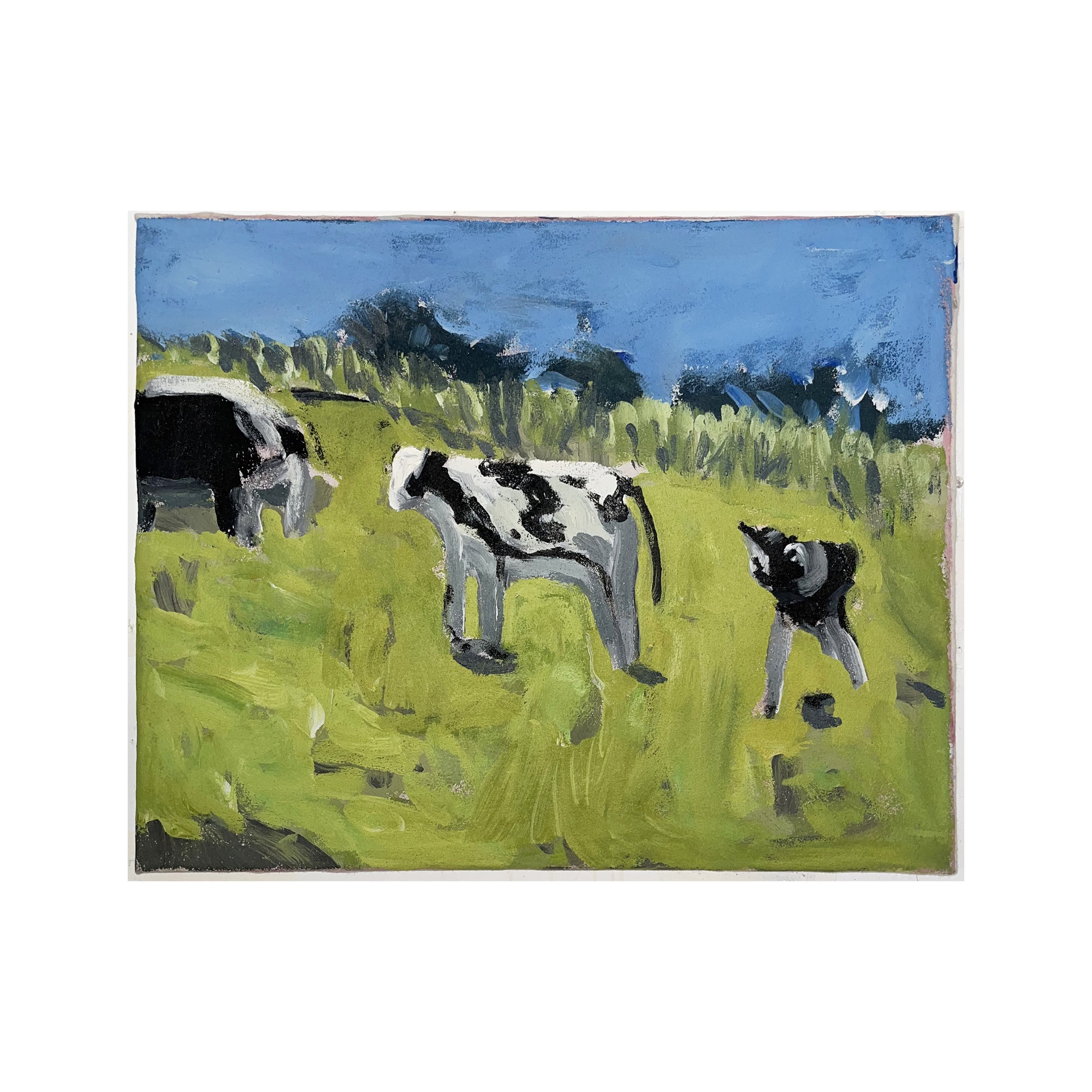 cows on the hill