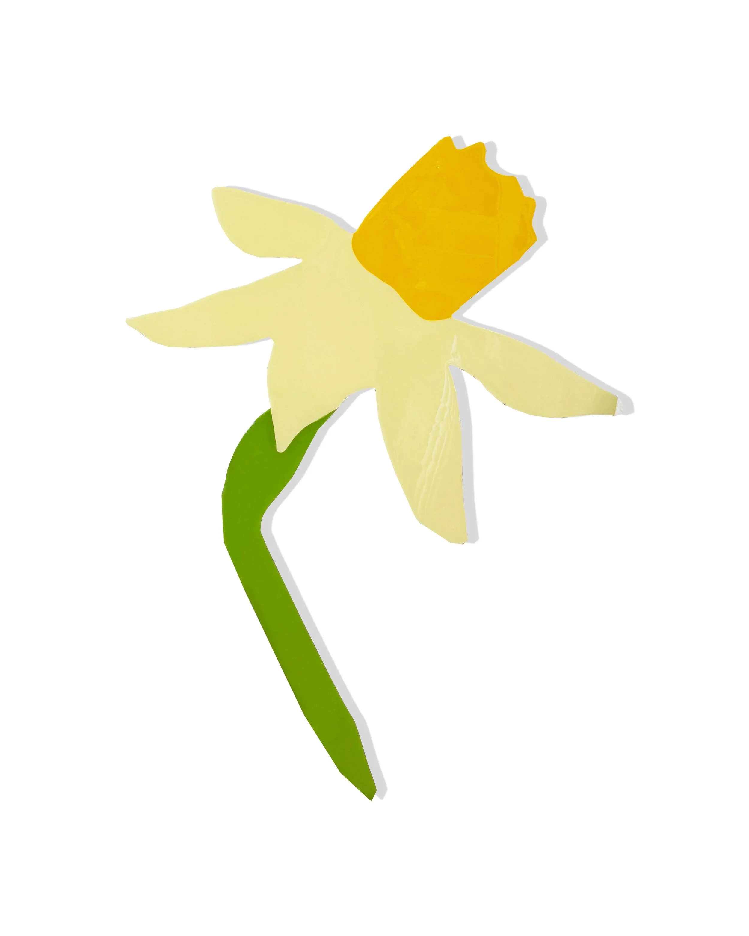 Daffodil.jpg