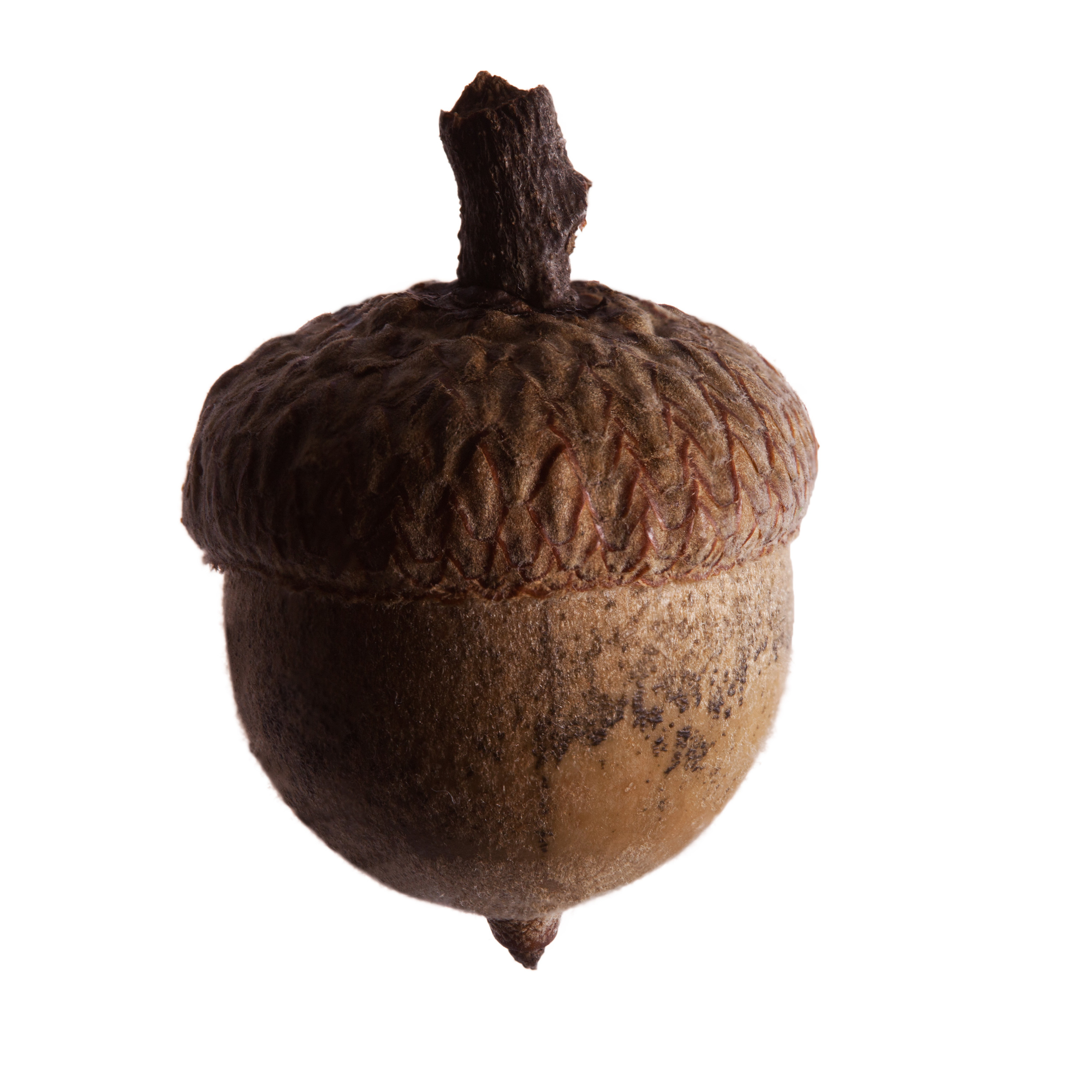 acorn.jpg