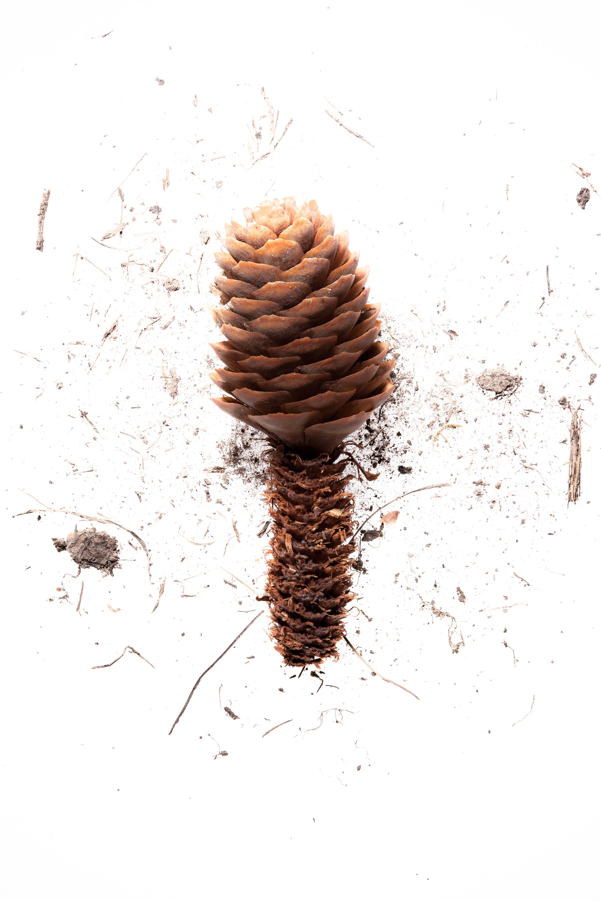 acorn1.jpg