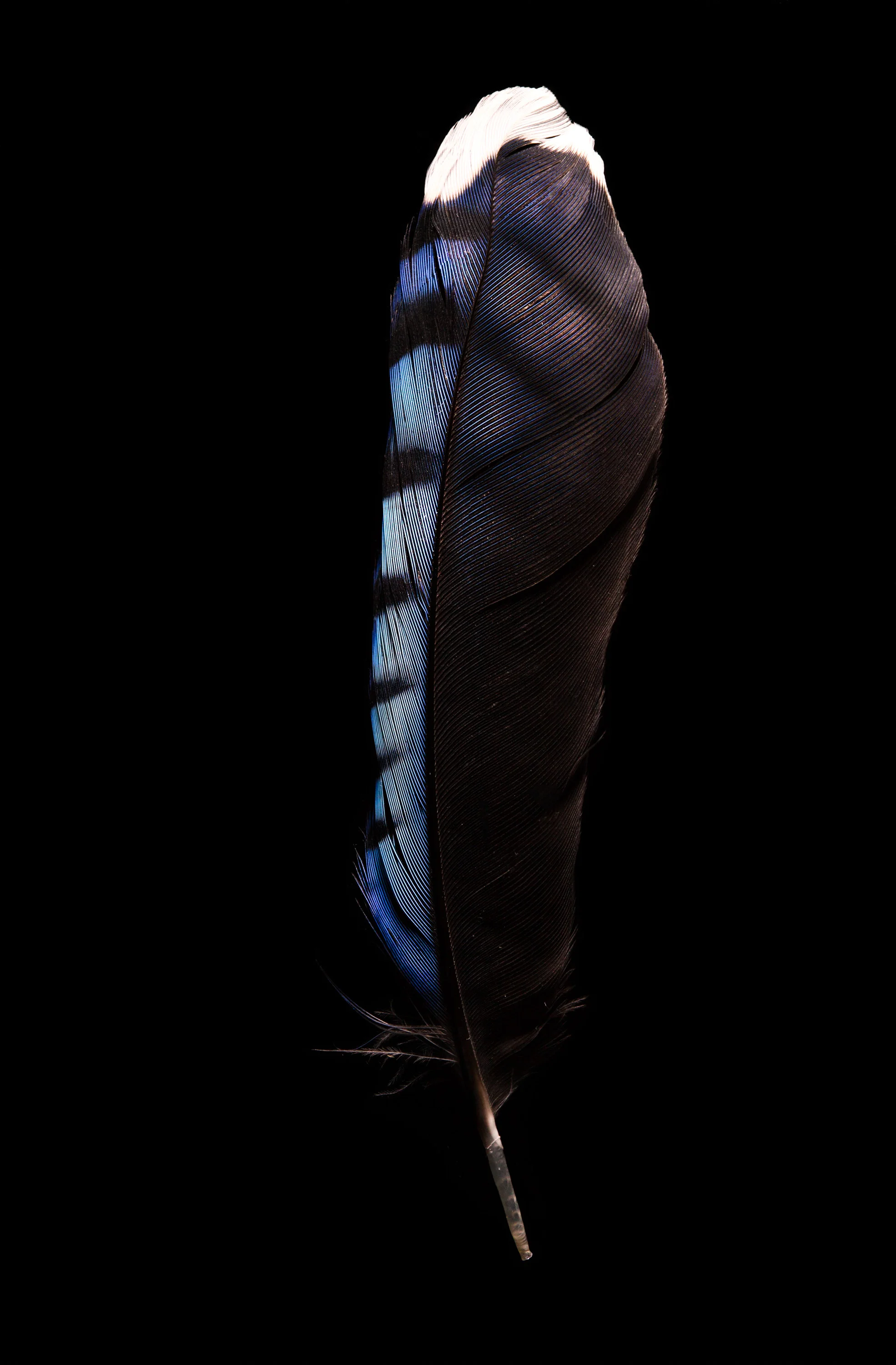 BlueJayFeather2.jpg