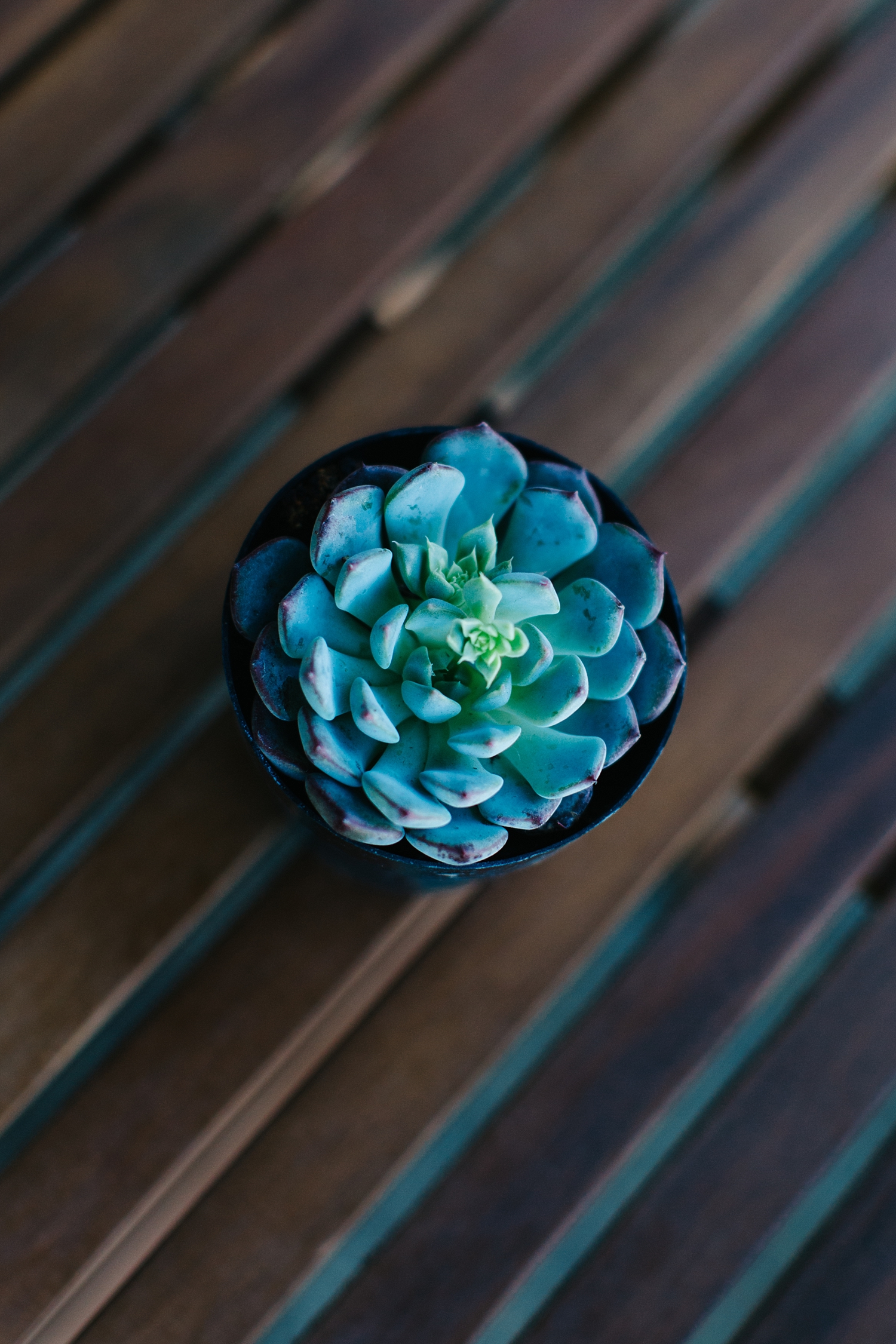 Echeveria minima with its uniform array of flat leaves with pink toned tips.