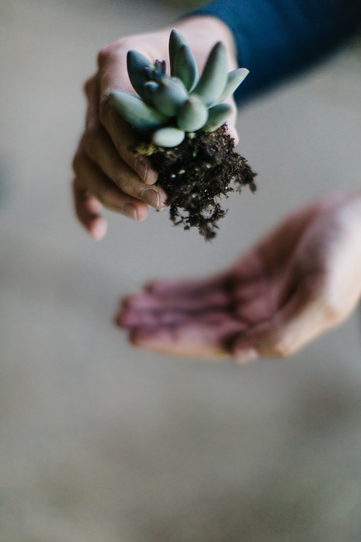 Gently loosen your succulent out of its pot, and tease some of the roots loose. Then place in the glass bowl.