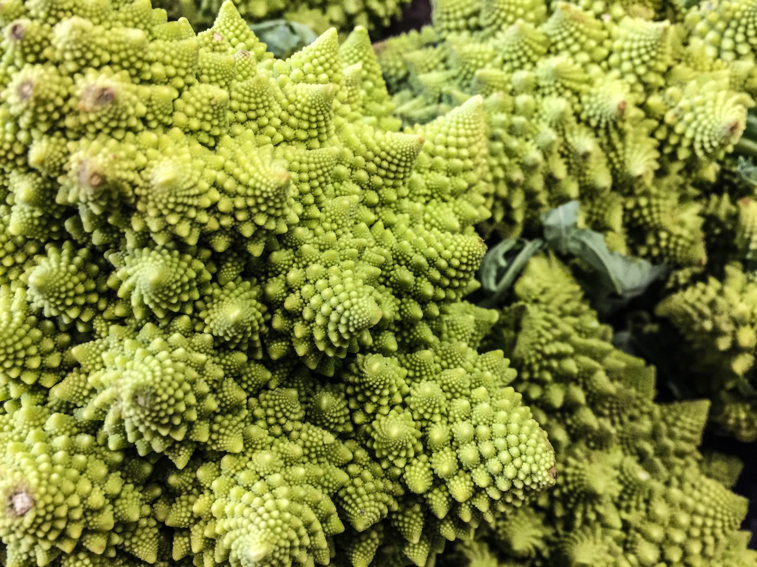 Fractal Flower