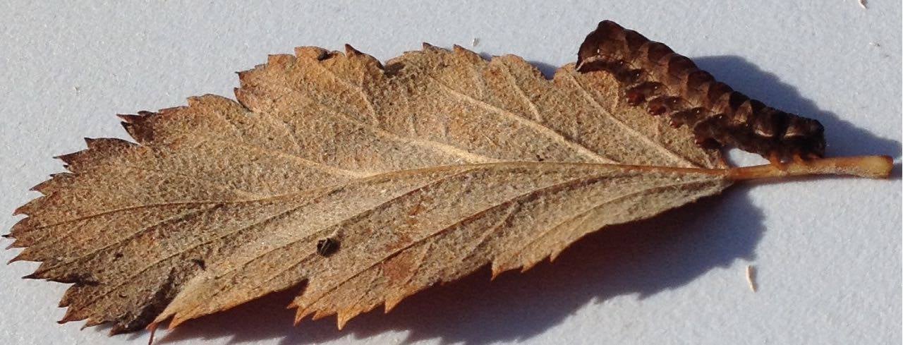 Caterpillar on a whitebeam leaf.