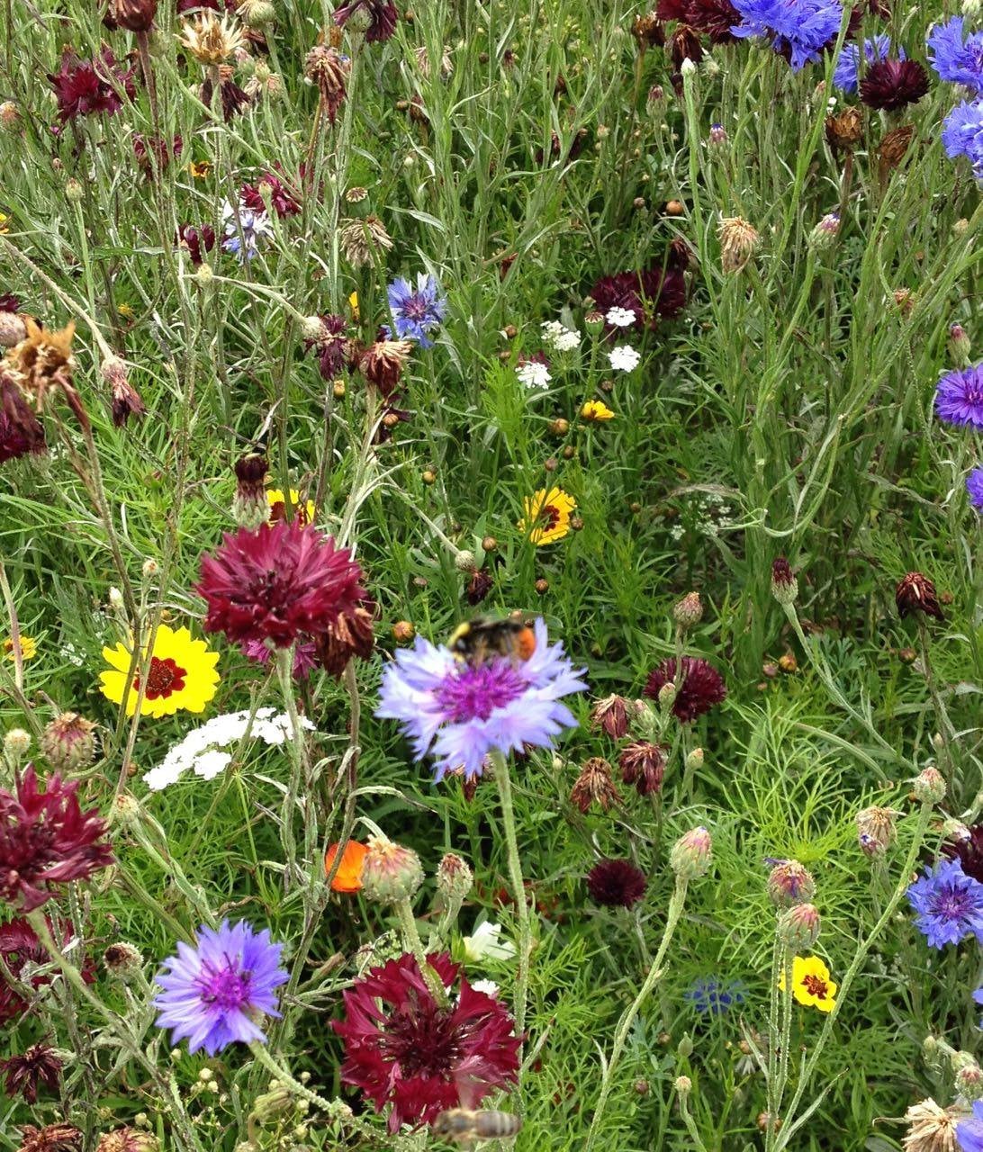 Summer 2015: a bumblebee on a cornflower in the meadow.