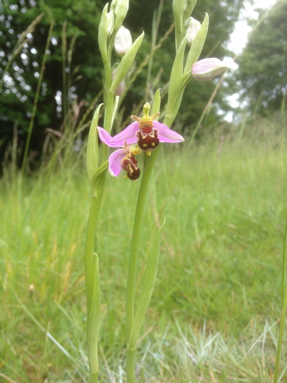 Summer 2015, one of the stunning bee orchids in the grassland around the bowls green