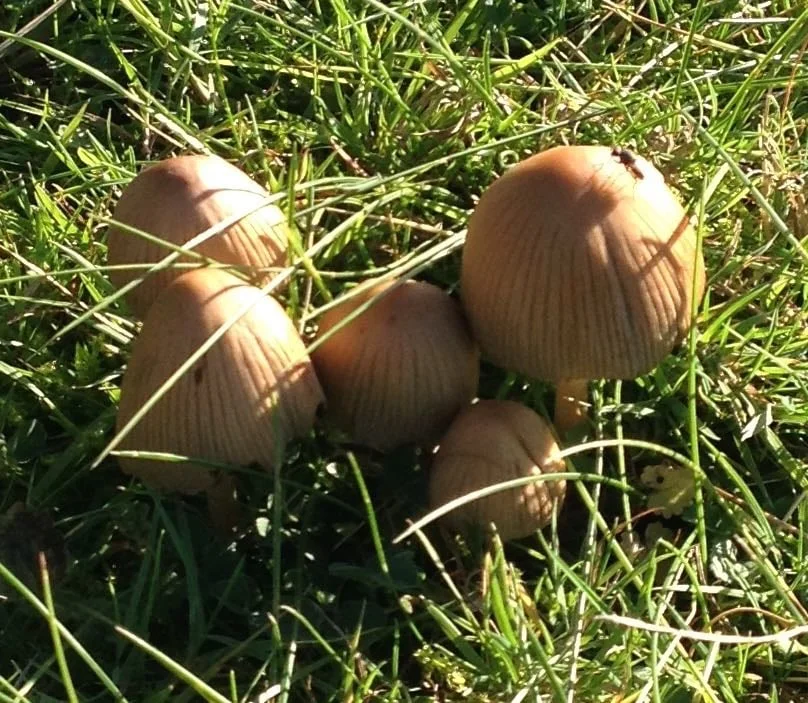 Autumn 2015: glistening ink cap fungi in the garden.