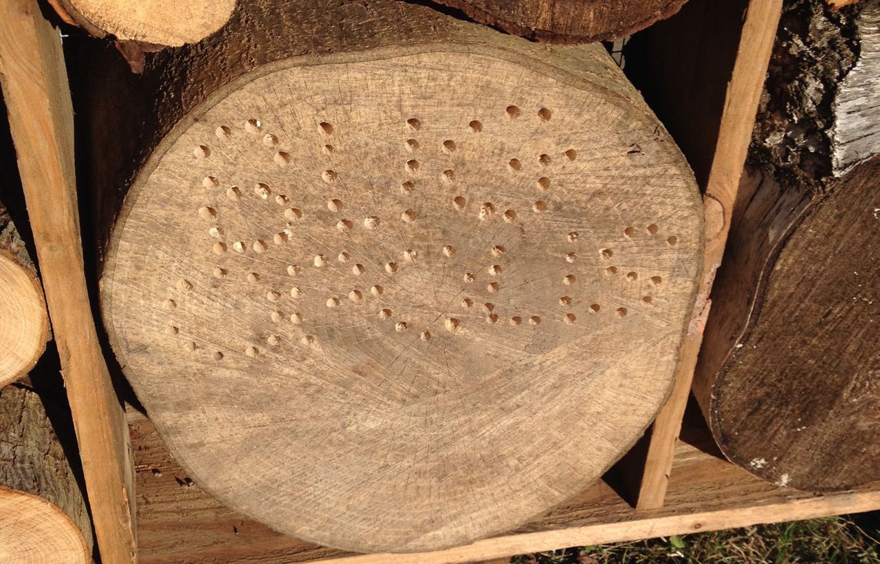 January 2016. The 'holey sign' for the Bug-opolis. Above this, there are an increasing number of sticks being gathered, including ones with central holes for solitary bees to lay eggs. It is deliberately in a sunny position. We can put smaller ones in other spots with diferent heights and climates.