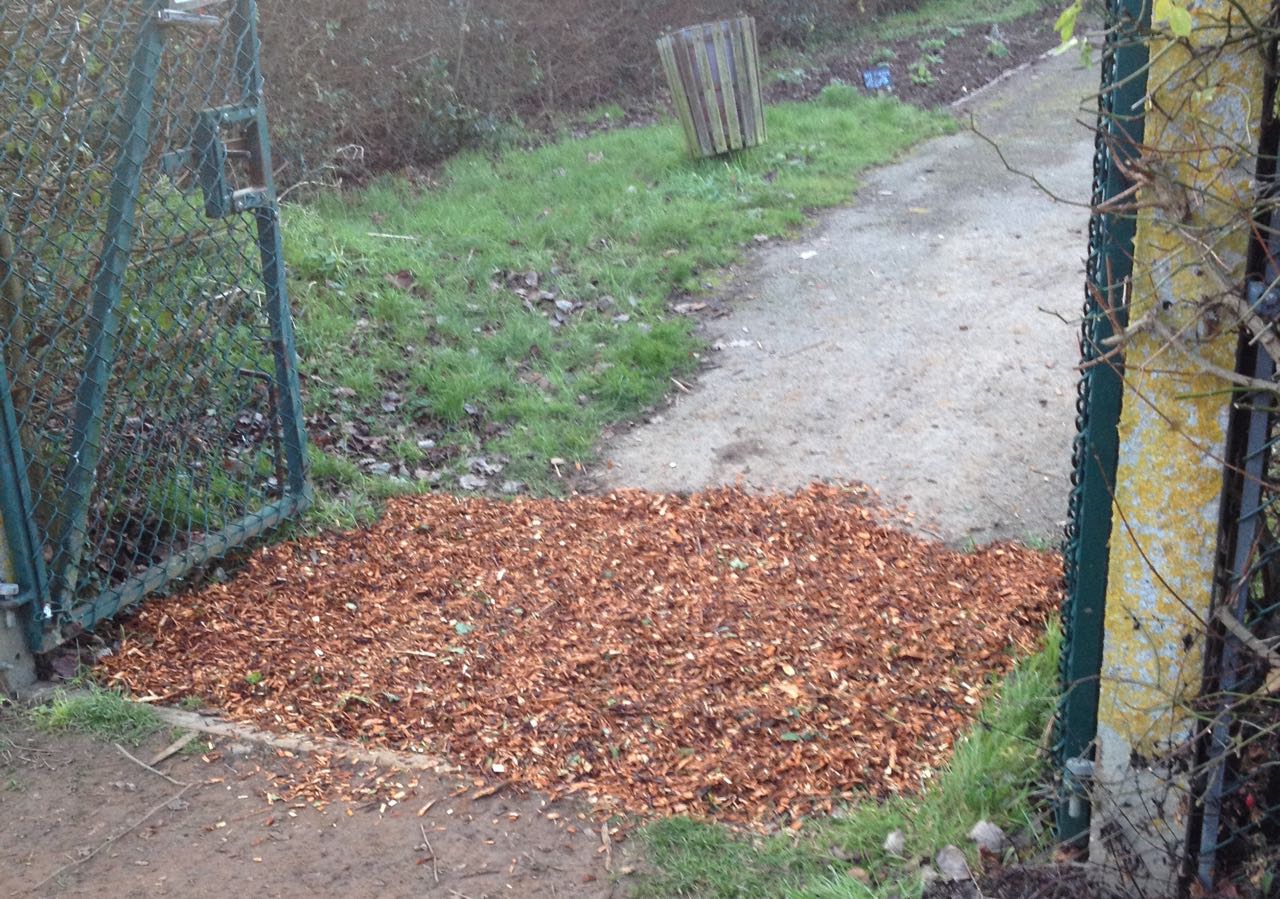 Entrance to the garden with a new fragrant carpet