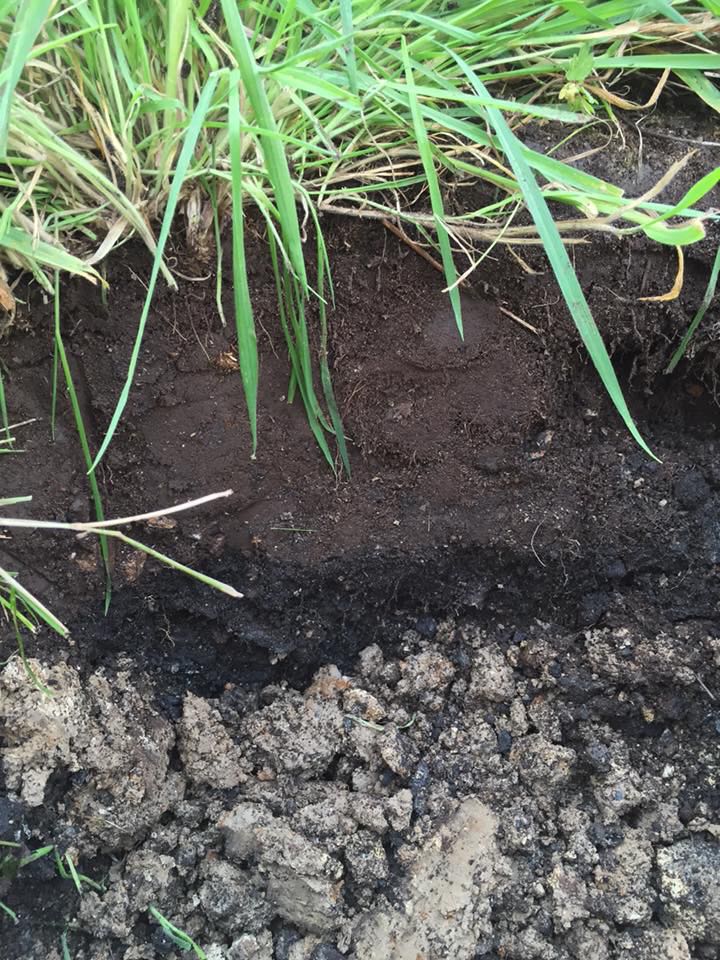 2015, in the former green area: we have a thin layer of very sandy, stone-free soil overlying a layer of clinker and then clay. Sometimes the clinker is much thicker than this and often there is a layer of hardcore too.